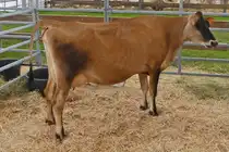 Eine Kuh der Rasse Jersey, war bei der Landwirtschaftsmesse in Ettelbr�ck zu sehen. 05.07.2024