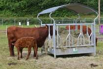 Eine Mutter Kuh mit ihrem Kalb der Rasse Salers, war bei der Landwirtschaftsmesse in Ettelbrck zu sehen. 05.07.2024