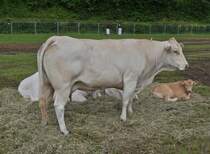 Diese Rindergruppe der Rasse Blonde d’Aquitaine, war bei der Landwirtschaftsmesse in Ettelbrck dabei, diese Rasse ist seit 1987 in Luxemburg zu finden.. 05.07.2024