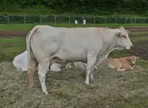 Diese Rindergruppe der Rasse Blonde d’Aquitaine, war bei der Landwirtschaftsmesse in Ettelbr�ck dabei, diese Rasse ist seit 1987 in Luxemburg zu finden.. 05.07.2024