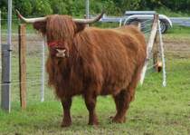 Highland Rind, war bei der Landwirtschaftsmesse in Ettelbrck zu sehen. 05.07.2024