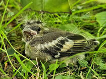 Unser Buchfinkennachwuchs ist flgge geworden. (Hattingen, Juli 2024)