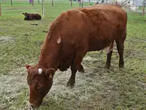 Eine Kuh der Rasse Salers, grasst in der Mitte des Gatters bei der Landwirtschaftsmesse in Ettelbr�ck. 05.07.2024