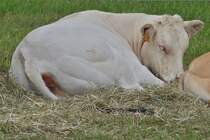 Ein Rind Blonde Aqutaine, ruht in der Ecke des Gatters bei der Landwirtschaftsmesse in Ettelbrck. 05.07.2024