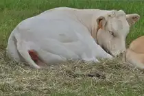 Ein Rind Blonde Aqutaine, ruht in der Ecke des Gatters bei der Landwirtschaftsmesse in Ettelbr�ck. 05.07.2024