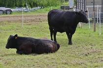 Eine Mutterkuh mit Kalb der Rasse Agnus seht bzw. liegt im Gatters bei der Landwirtschaftsmesse in Ettelbrck. 05.07.2024