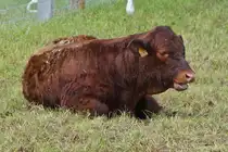 Ein noch junges Kalb der Rasse Salers, ruht in der Mitte des Gatters bei der Landwirtschaftsmesse in Ettelbr�ck. 05.07.2024