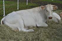 Ein Mutterkuh Blonde Aqutaine liegt in der Ecke des Gatters bei der Landwirtschaftsmesse in Ettelbrck. 05.07.2024