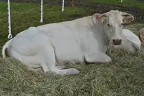 Ein Mutterkuh Blonde Aqutaine liegt in der Ecke des Gatters bei der Landwirtschaftsmesse in Ettelbr�ck. 05.07.2024