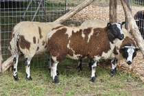 Fr die Schaffe der Rasse Baggerbonte, haben sich in die hintere Ecke ihres Gaters gedrngt wegen der Zuschauer die hier vorbei kommen,  Landwirtschaftsmesse in Ettelbrck ungewohnt. 05.07.2024