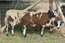 F�r die Schaffe der Rasse Baggerbonte, haben sich in die hintere Ecke ihres Gaters gedr�ngt wegen der Zuschauer die hier vorbei kommen,  Landwirtschaftsmesse in Ettelbr�ck ungewohnt. 05.07.2024