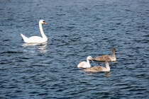 Schwanen-Nachwuchs auf der Ostsee. - 15.07.2024
