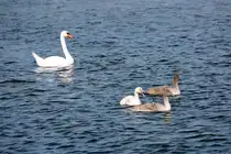 Schwanen-Nachwuchs auf der Ostsee. - 15.07.2024
