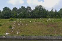 Schafherde am Deich des Albert-Kanals, aufgenommen bei einer Schleusenfahrt. 07.2024