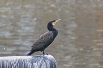 Ein Kormoran sitzt auf einem Schiffspoller an der Maas in Maastricht. 07.2024