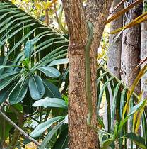 Eine Schmuckmaumnatter (Chrysopelea ornata) auf der Insel Koh Lanta in Thailand am 1.4.2024. Die schne, baumbewohnende Schlange ernhrt sich in erster Linie von verschiedenen kleinen Echsen.