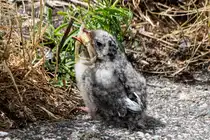 Gro�er Brocken f�r den Kleinen - K�stenseeschwalbe - Eidersperrerk - 22.06.2018