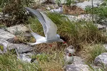 Futter f�r die Jungen - K�stenseeschwalbe - Eidersperrerk - 22.06.2018