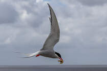 Futter fr die Jungen - Kstenseeschwalbe - Eidersperrerk - 22.06.2018