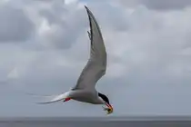 Futter f�r die Jungen - K�stenseeschwalbe - Eidersperrerk - 22.06.2018