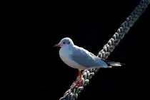 M�we vor einer schwarzer Bordwand im Museumshafen Oevelg�nne - 10.10.2015...