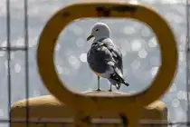 Diese M�we sizt auf einen Poller im Hamburger Hafen - 24.04.2019