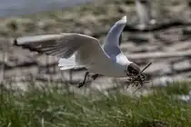 Lachm�we mit Nistmaterial - Eidersperrwerk - 11.05.2019