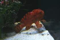 Commerson-s Anglerfisch (Antennarius commerson) am 12.12.2009 im Aquarium des Berliner Zoos.