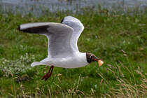 Lachmwe mit stibitzten Brtchen - Eidersperrwerk - 10.06.2017