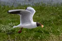 Lachm�we mit stibitzten Br�tchen - Eidersperrwerk - 10.06.2017