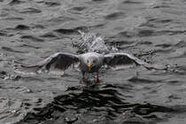 Start einer Mwe auf der Elbe bei Finkenwerder - 20.09.2016