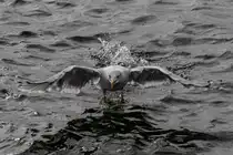 Start einer M�we auf der Elbe bei Finkenwerder - 20.09.2016