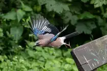 Der Eichelh�her hat gelungenen Start von einer Parkbank am Bramfelder See in Hamburg - 22.05.2015