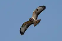 Ein M�usebussard kreist am Himmel �ber dem Ohlsdorfer Friedhof - 21.05.2011