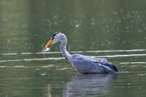 Ein Graureiher hat sich sein Mittagessen Bramfeldersee gefangen - 22.05.2015