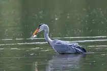 Ein Graureiher hat sich sein Mittagessen Bramfeldersee gefangen - 22.05.2015