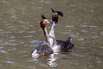 Haubentaucher in der Balz mit kleinen Hochzeitsgeschenk - 21.04.2016