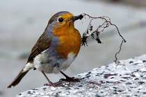 Rotkehlchen mit Nestbaumaterial fr ein Nest im offenen Briefkasten- 14.05.2013