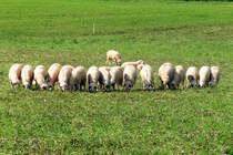 Schafe (Rasenmher) auf ein Kleefeld am 30.07.2024 in Mglin /Krumwisch -- Schleswig - Holstein