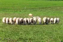 Schafe (Rasenm�her) auf ein Kleefeld am 30.07.2024 in M�glin /Krumwisch -- Schleswig - Holstein