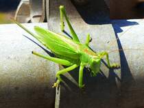 Eine Heuschrecke im Hmelerwald, 30.07.2024