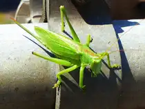 Eine Heuschrecke im H�melerwald, 30.07.2024