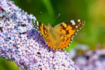 Diestelfalter auf den Bl�ten eines Schmetterlingsstrauch. - 10.08.2024