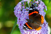 Admiral auf den Blten eines Schmetterlingsstrauch. - 10.08.2024

