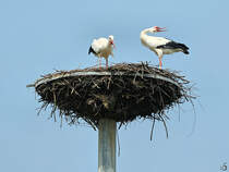 Es klappern die Klapperstrche. (Kevelaer, August 2024)