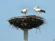 Es klappern die Klapperst�rche. (Kevelaer, August 2024)