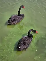 Diese beiden Trauerschw�ne waren Mitte August 2024 in Kevelaer zu sehen.