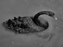 Ein Schwarzschwan in Schwarz/Weiss. (Kevelaer, August 2024)