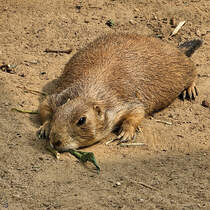 Dieses Murmeltier macht eine wohlverdiente Mittagspause, so gesehen Mitte August 2024 in Kevelaer.