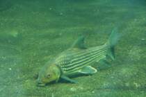 Streifenbarbe (Probarbus julieni), eine Karpfenart, die bis zu 75 kg schwer werden kann. 12.12.2009 Aquarium Zoo Berlin.